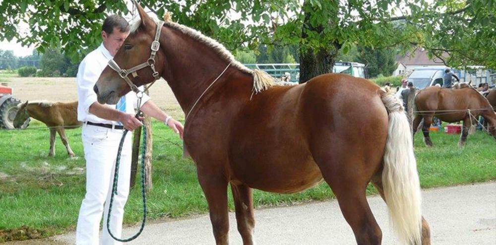 dressage et débourrage