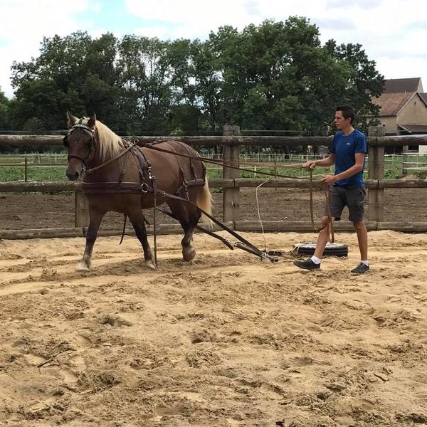 débourrage et dressage
