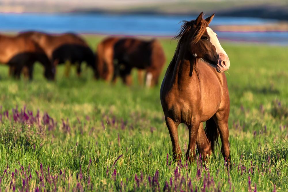 chevaux