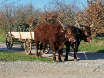 Paire de boeufs I