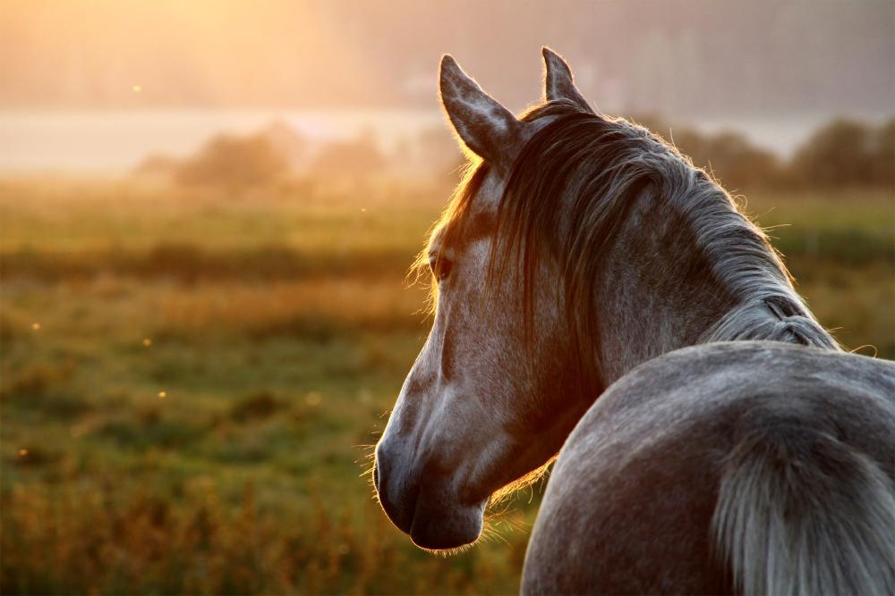 cheval
