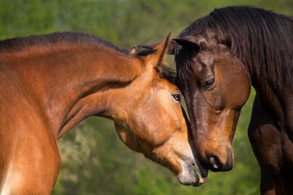 chevaux