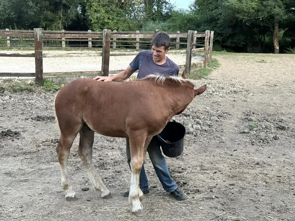 elevage cheval