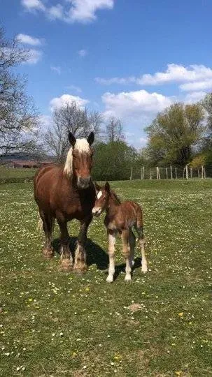 Flèche du Val d'Amour
