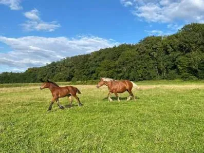 Hellia du Val d'Amour