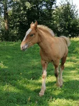 Lucky du Val d'Amour