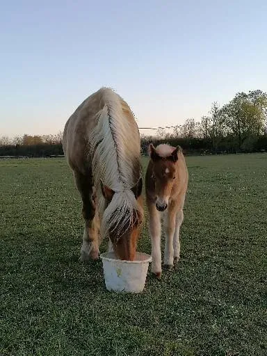 Lune du Val d'Amour (vendue)
