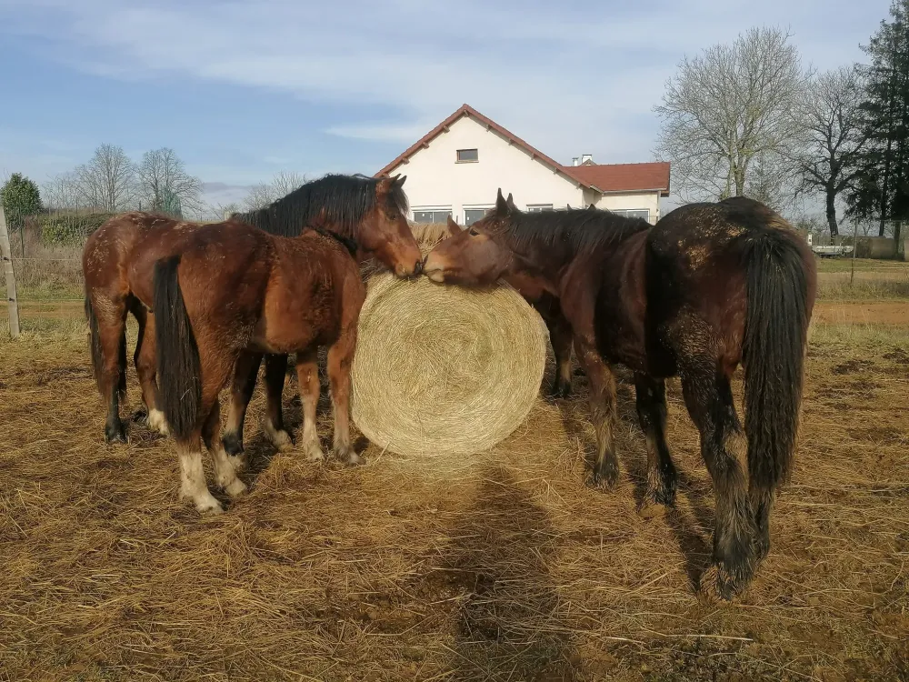 Chevaux à la vente