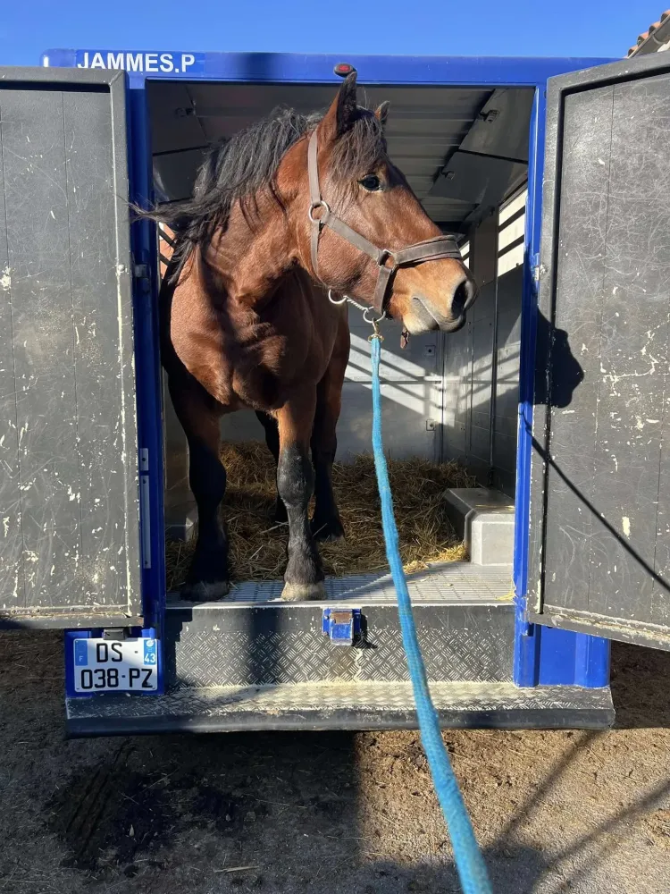 vente chevaux