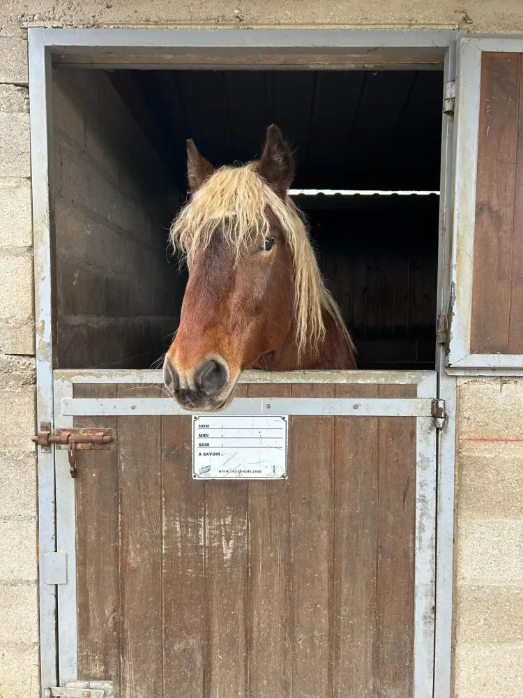 chevaux vente