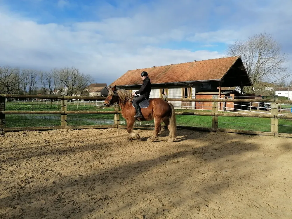 concours cheval