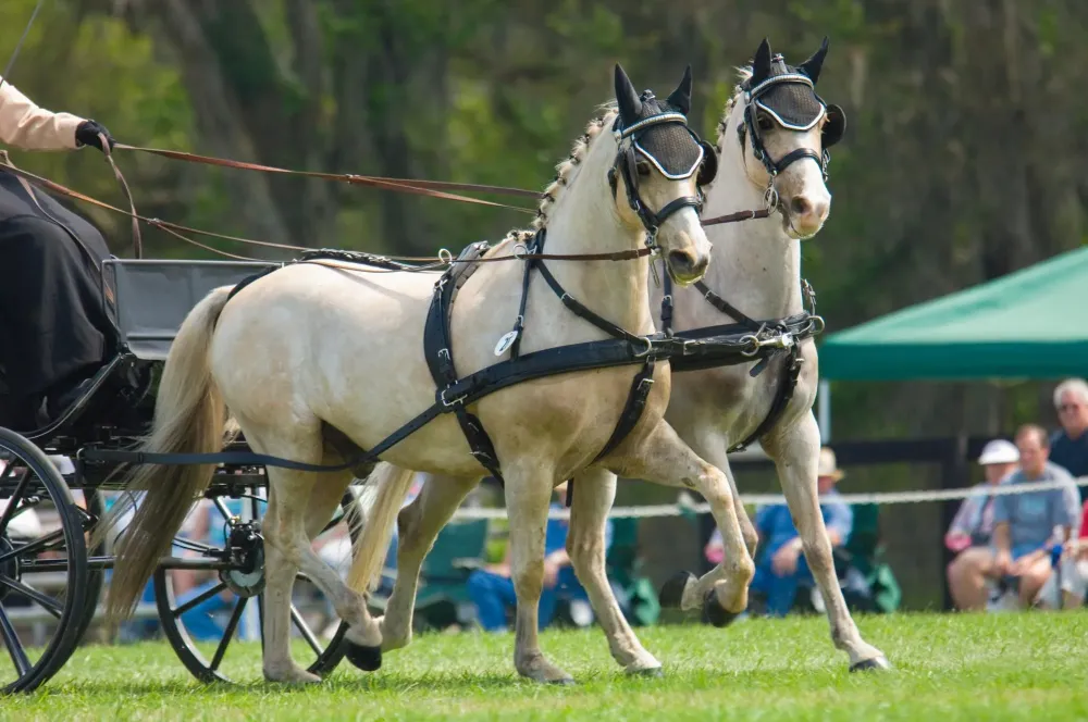 Concours d'attelage