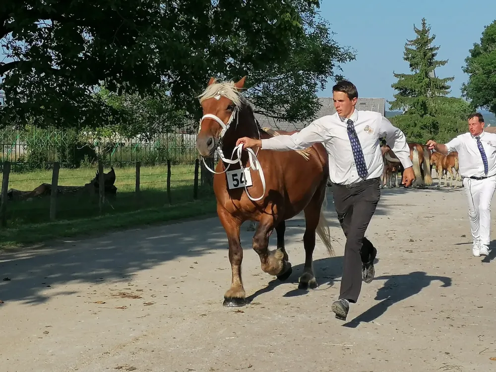 dressage cheval